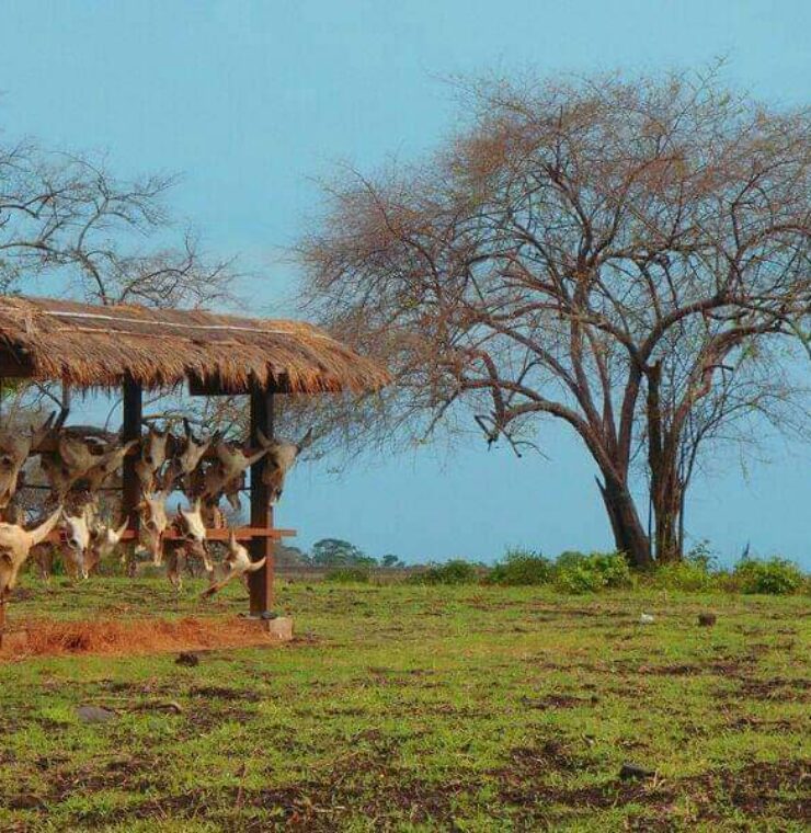 Taman Nasional Baluran by COS Indonesia