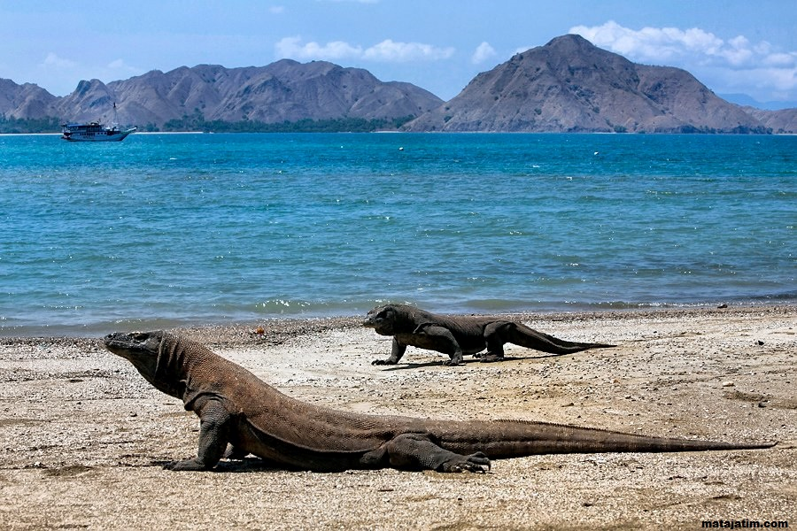 Komodo Island by COS Indonesia