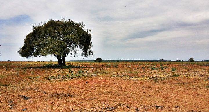 Baluran banyuwangi by COS Indonesia