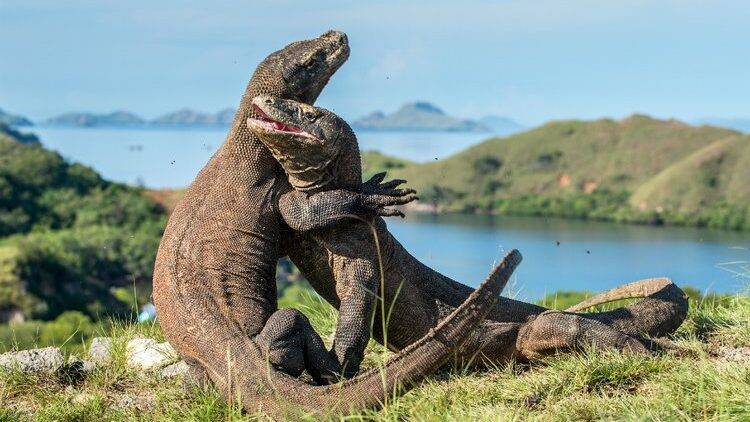 Komodo Island by COS Indonesia