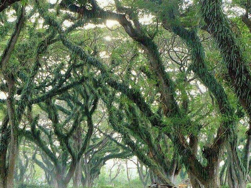 Djawatan Banyuwangi by COS Indonesia